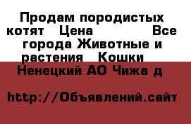 Продам породистых котят › Цена ­ 15 000 - Все города Животные и растения » Кошки   . Ненецкий АО,Чижа д.